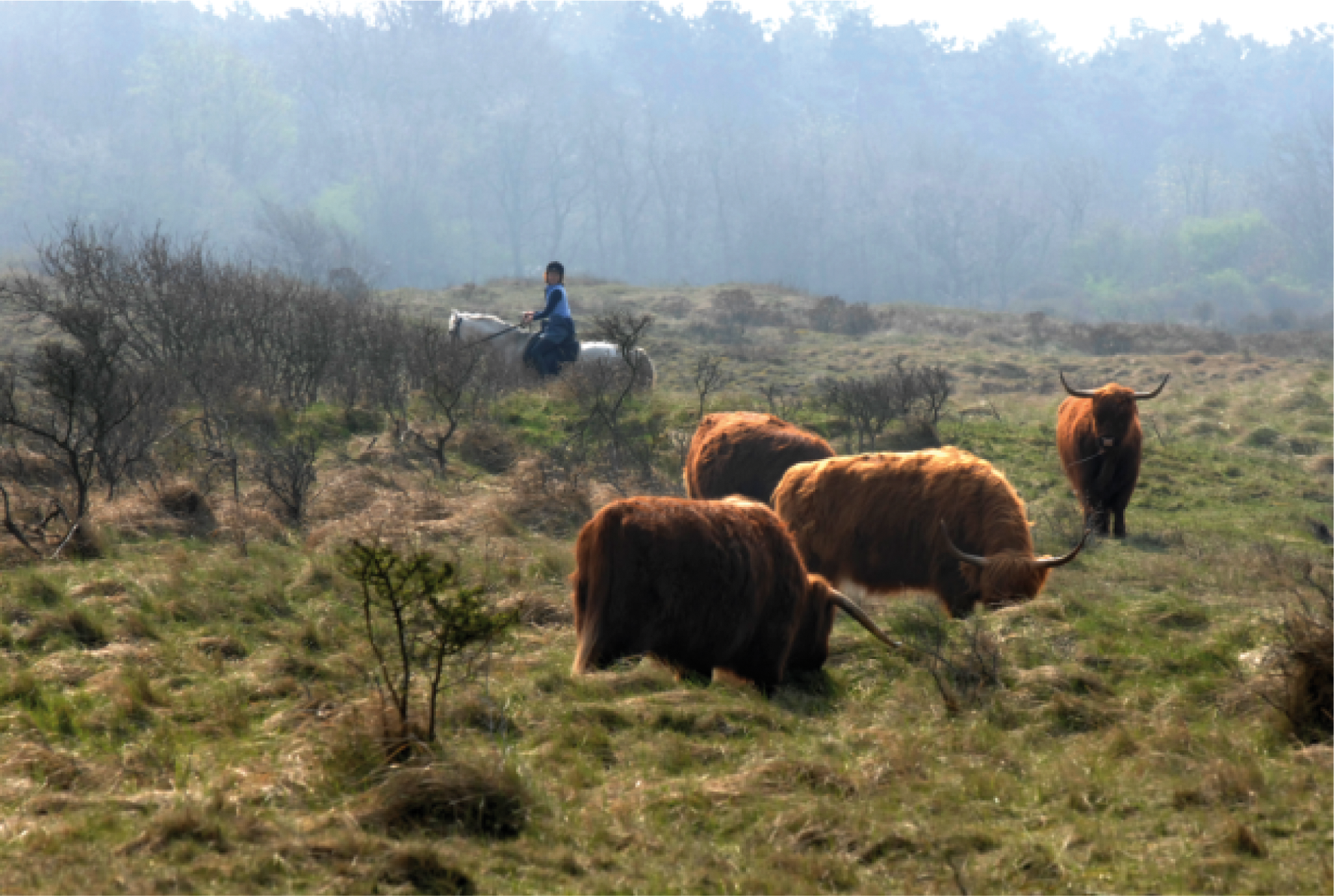 Noordhollands Duinreservaat, foto Beeldbank EZ