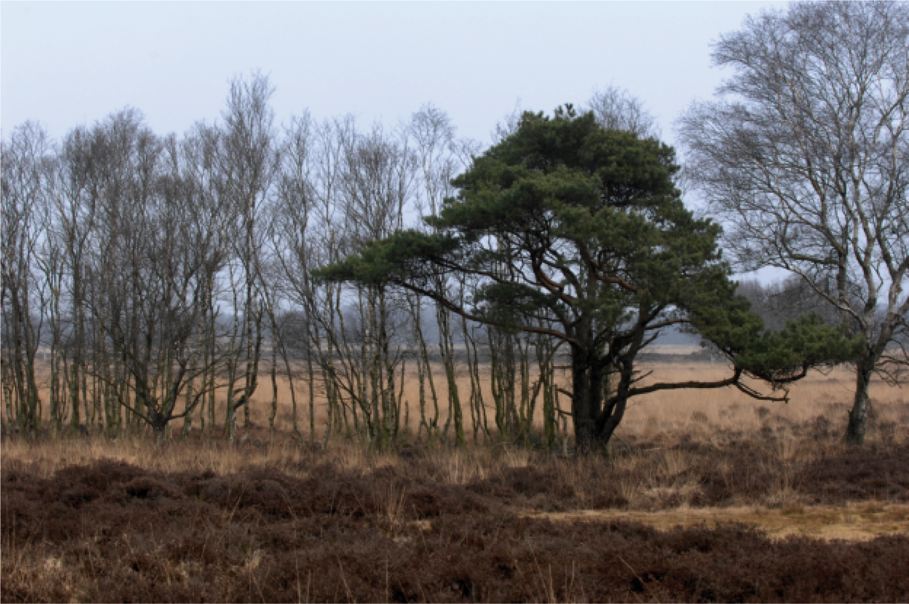 Witterveld, foto Beeldbank EZ