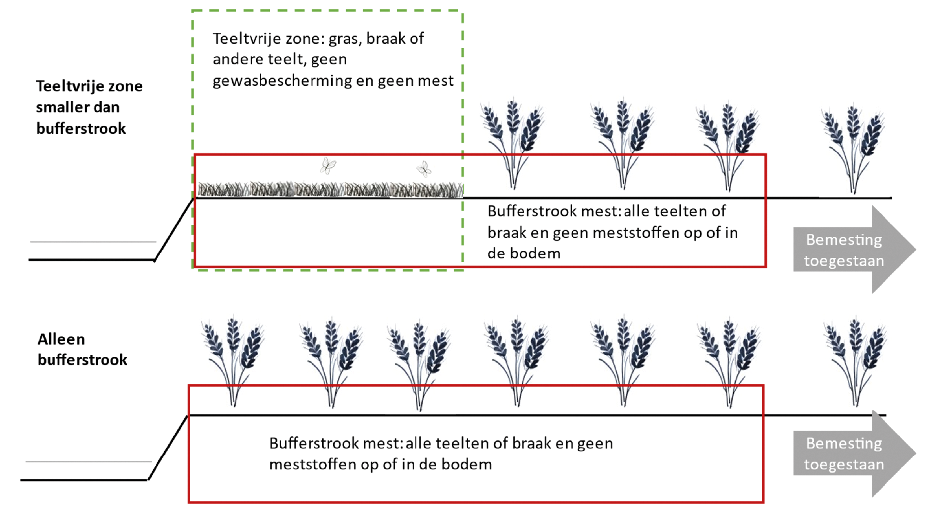 Figuur 1: Teelt op de bufferstrook en teelt op de teeltvrije zone