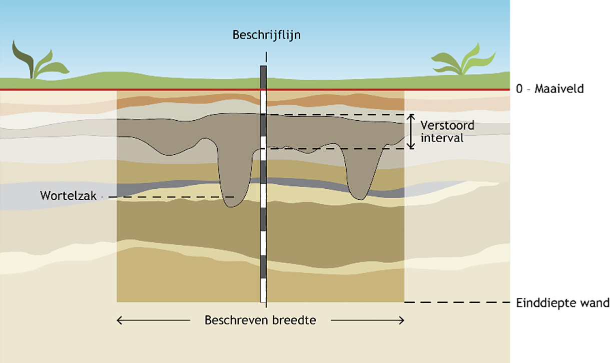 Figuur 4: Over de hele beschreven breedte van de wand is de opbouw verstoord doordat zich wortelzakken hebben gevormd.