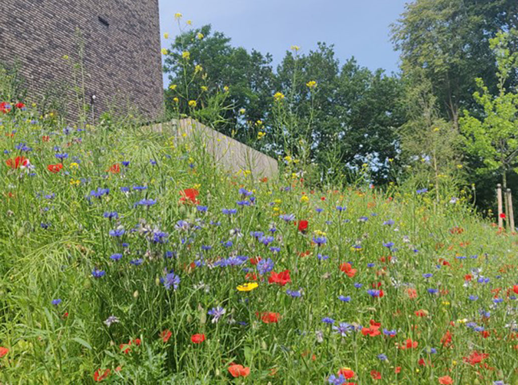 Toepassen van inheemse beplanting &amp; ecologisch beheer