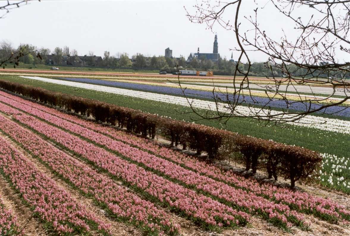 Landschap-Beukenhaag-hyacintenvelden-Lisse-ANLV-Geestgrond-2003.jpg