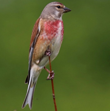 A bird standing on a stick

Description automatically generated