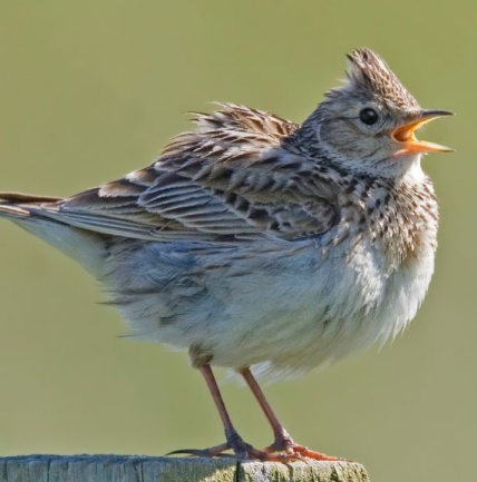 A bird standing on a post

Description automatically generated