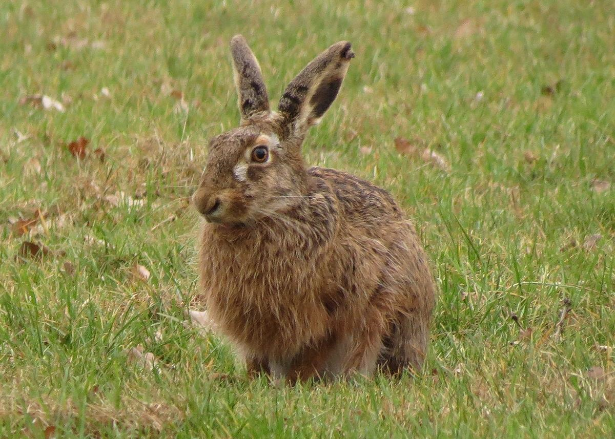 A rabbit sitting in the grass

Description automatically generated