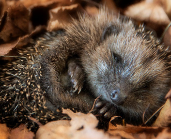 A hedgehog curled up in leaves

Description automatically generated