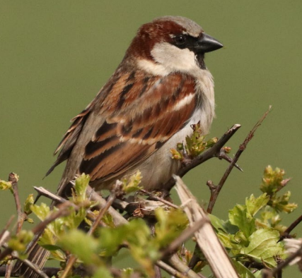 A bird sitting on a branch

Description automatically generated
