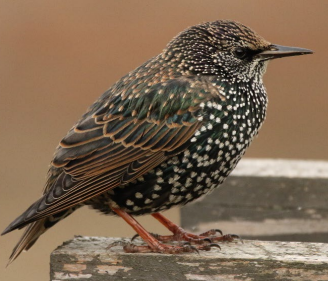 A bird standing on a wood post

Description automatically generated