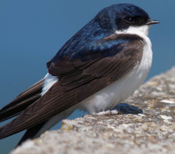 A bird standing on a rock

Description automatically generated