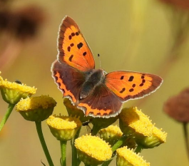 A butterfly on a flower

Description automatically generated