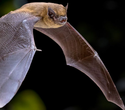 A bat flying in the air

Description automatically generated