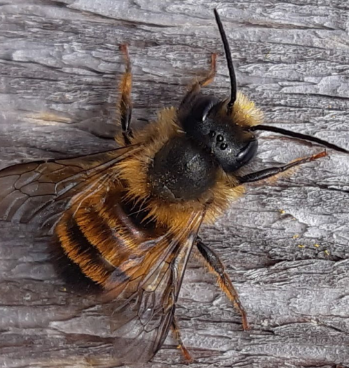 A close up of a bee

Description automatically generated
