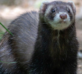 A ferret standing in the grass

Description automatically generated