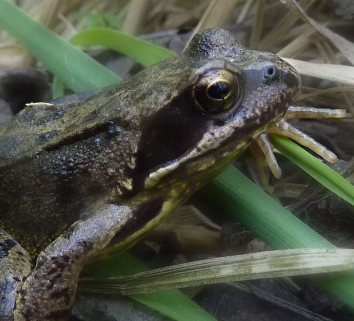 A frog on the grass

Description automatically generated
