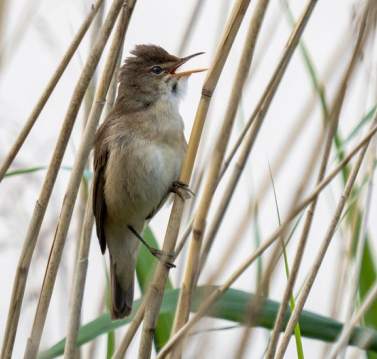 A bird on a branch

Description automatically generated