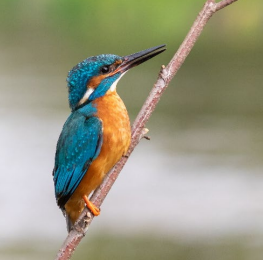 A bird on a branch

Description automatically generated