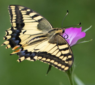 A butterfly on a flower

Description automatically generated