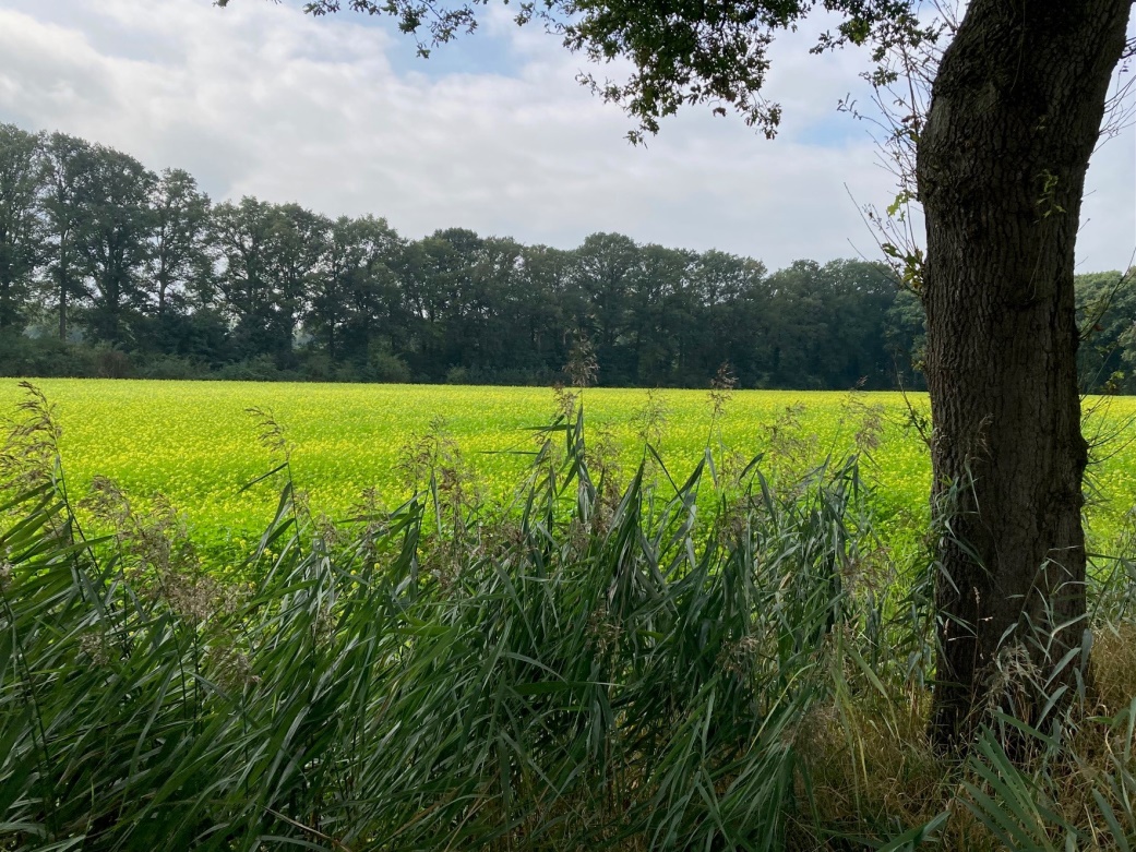 afbeelding binnen de regeling