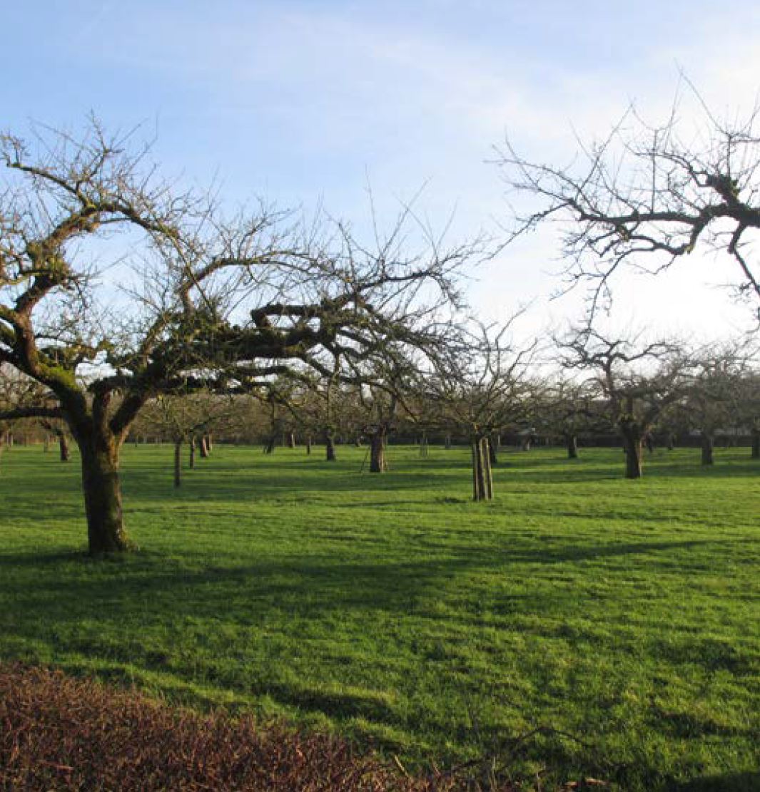 afbeelding binnen de regeling