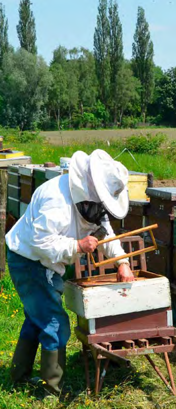afbeelding binnen de regeling