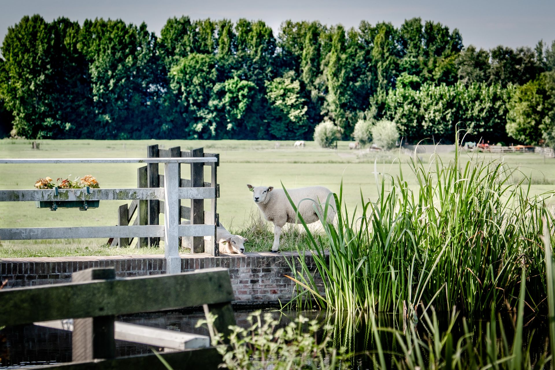 afbeelding binnen de regeling