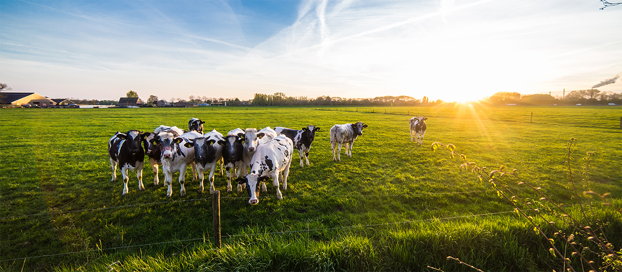 foto van koeien in het agrarische landschap