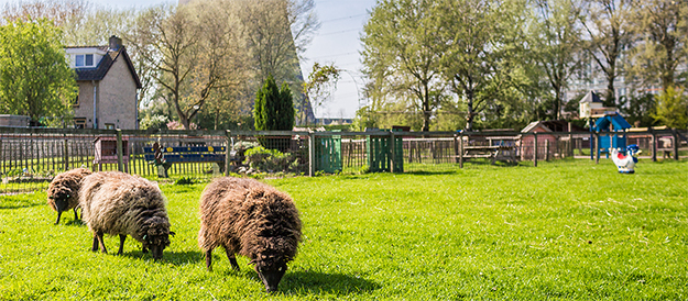 foto van een groene woon omgeving met een weide en schaapjes