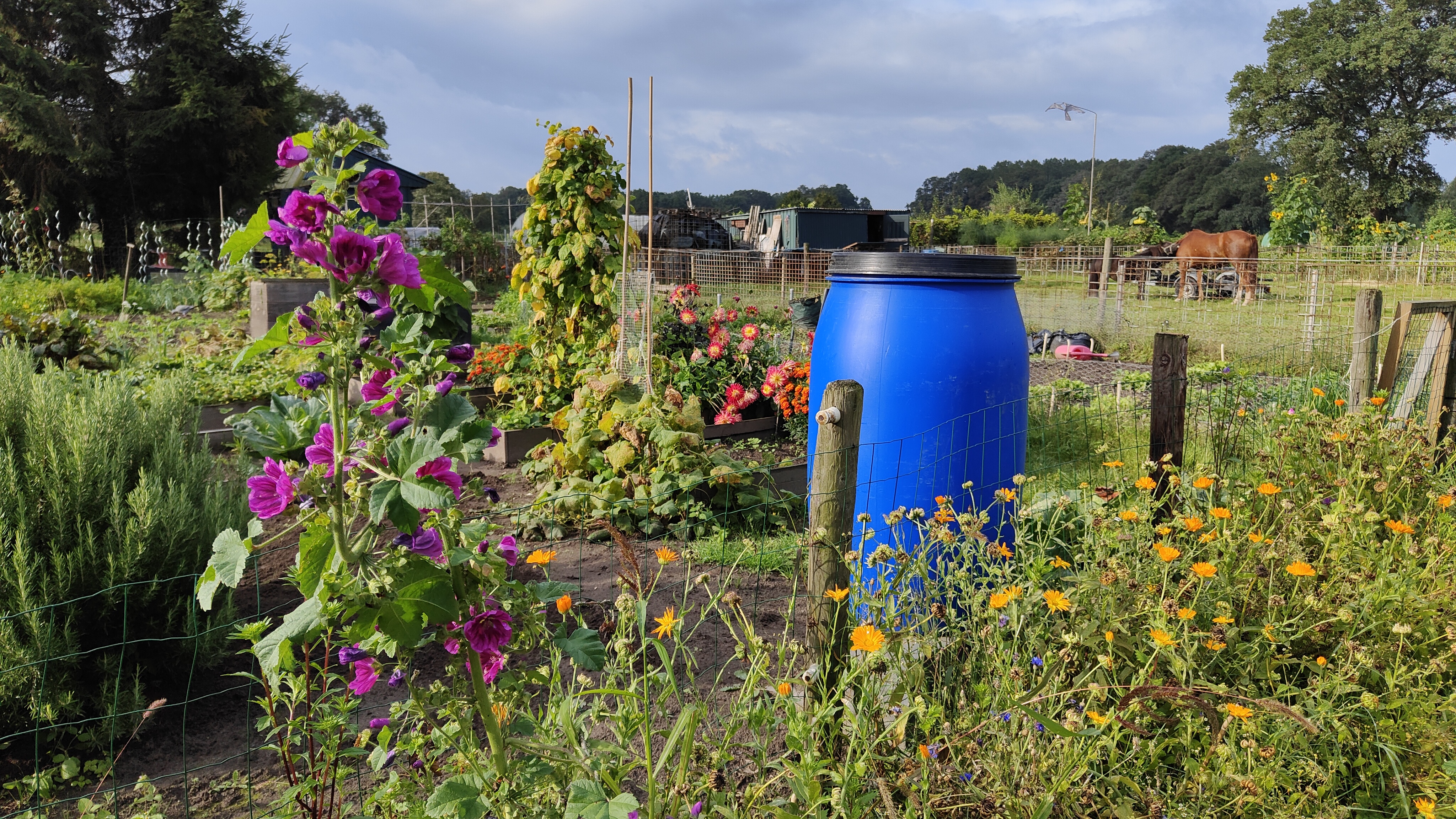 afbeelding binnen de regeling