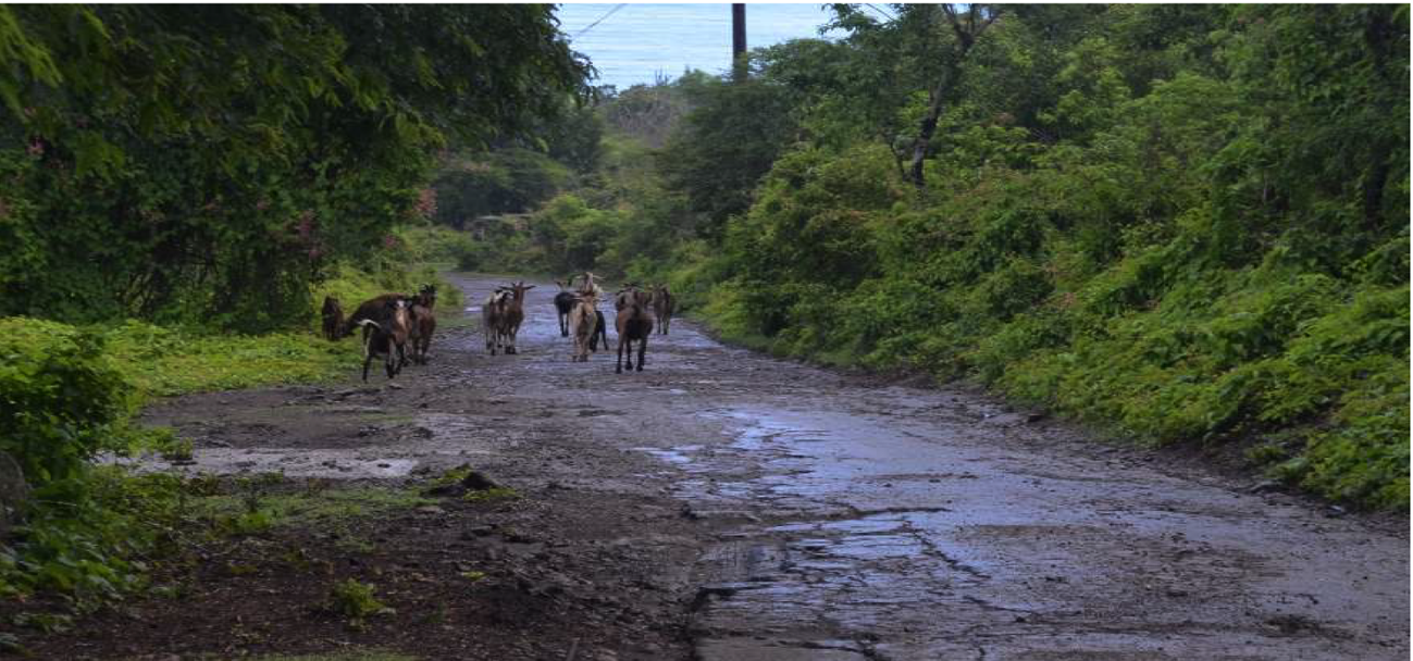 Dit is een alledaags beeld op Sint Eustatius. Het Caribean Netherlands Science Institute (CNSI) heeft begin dit jaar uitgerekend dat er naar schatting zo’n 15.000 geiten rondlopen in het noordelijk deel van het eiland, waarvan 8.000 in Nationaal Park Boven.