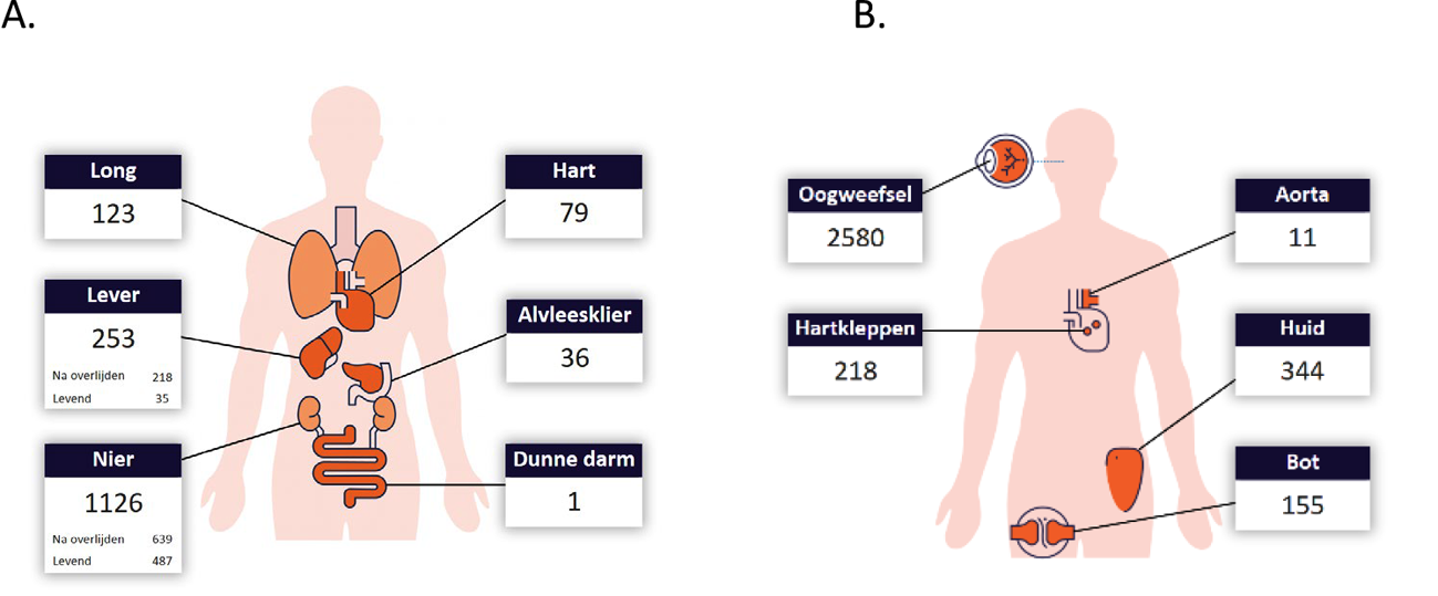Figuur 1. Een figuurlijke weergave van de aantallen gedoneerde organen (A) en weefsels (B) in 2024. Bron: www.transplantatiestichting.nl