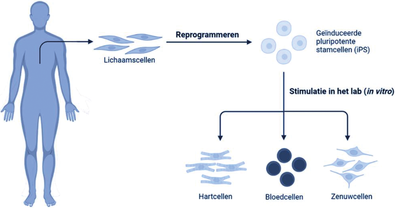 Figuur 2: geïnduceerde pluripotente stamcellen