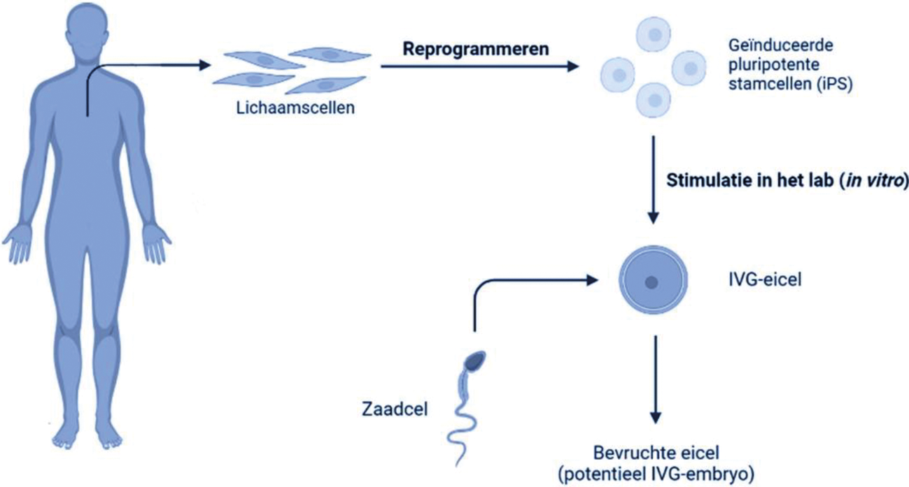 Figuur 3: voorbeeld hoe IVG-geslachtscel en IVG-embryo tot stand kan worden gebracht