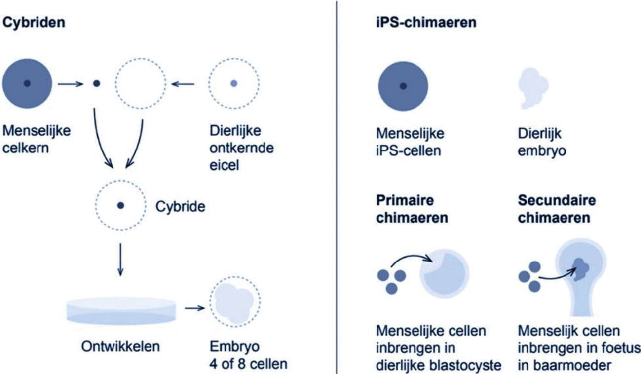Figuur 4: cybriden en chimaeren1