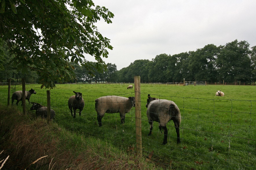 afbeelding binnen de regeling