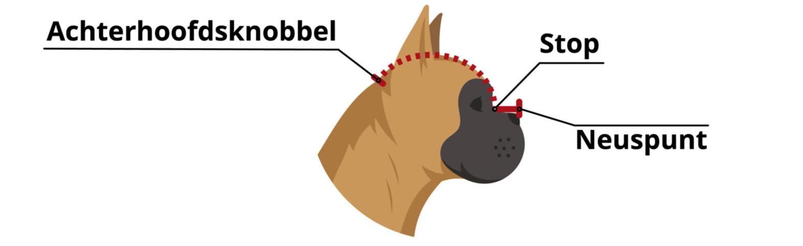 Figuur 2 Berekening van de craniofaciale ratio