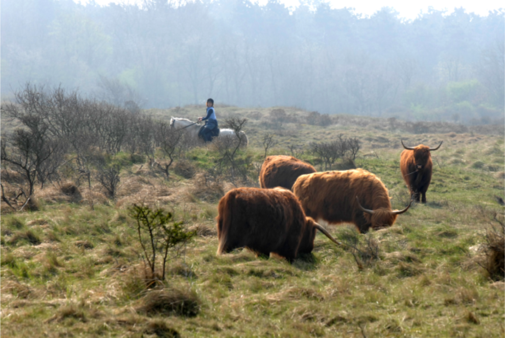 Noordhollands Duinreservaat, foto Beeldbank EZ