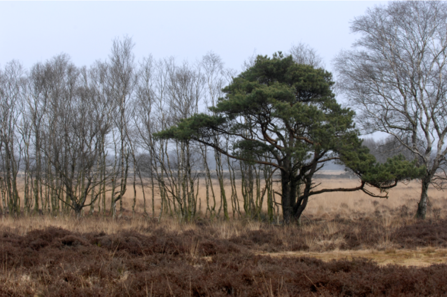 Witterveld, foto Beeldbank EZ