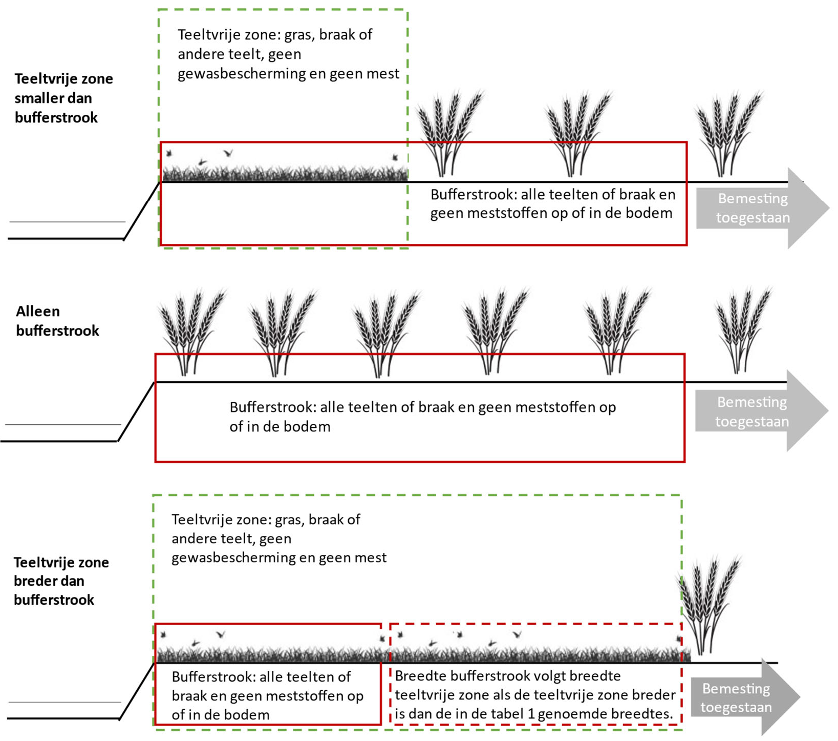 Figuur 1: Teelt op de bufferstrook en teelt op de teeltvrije zone