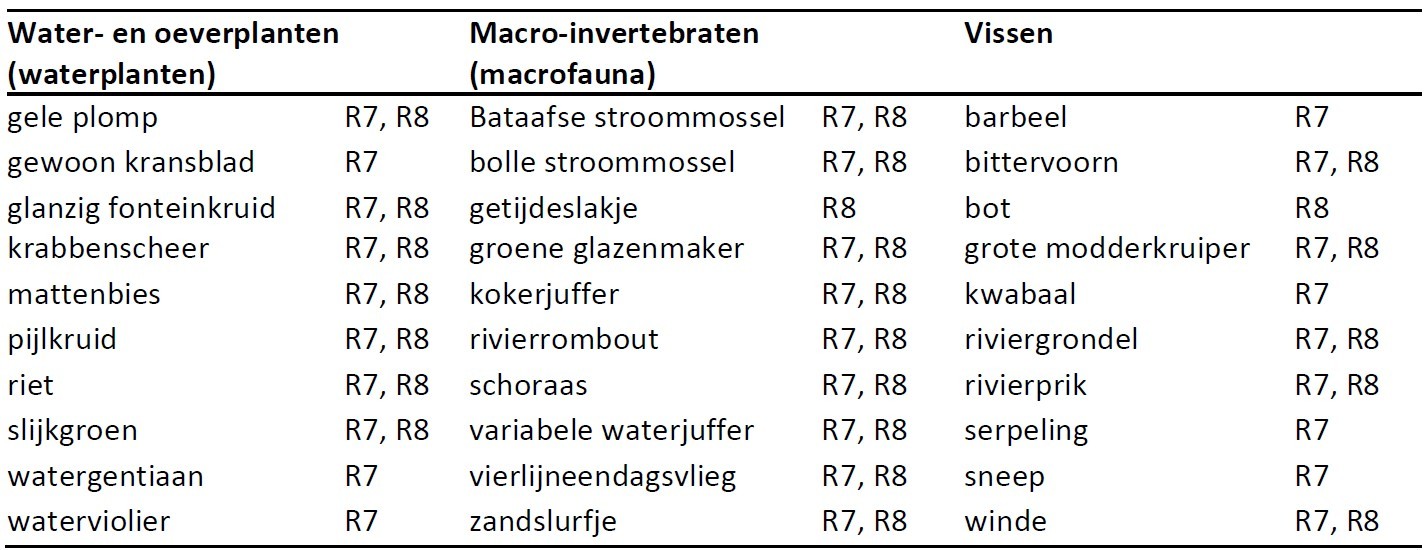 De tabel toont een overzicht van KRW-gidsoorten voor de rivieren IJssel, Nederrijn-Lek en Waal (R7) en Oude Maas (R8). De soorten zijn ingedeeld in drie groepen: water- en oeverplanten, macro-invertebraten (macrofauna), en vissen. Per soort wordt aangegeven in welke riviersegmenten (R7, R8) ze voorkomen. De tabel is gebaseerd op de Leidraad KRW ON van Marijs et al. (2020)