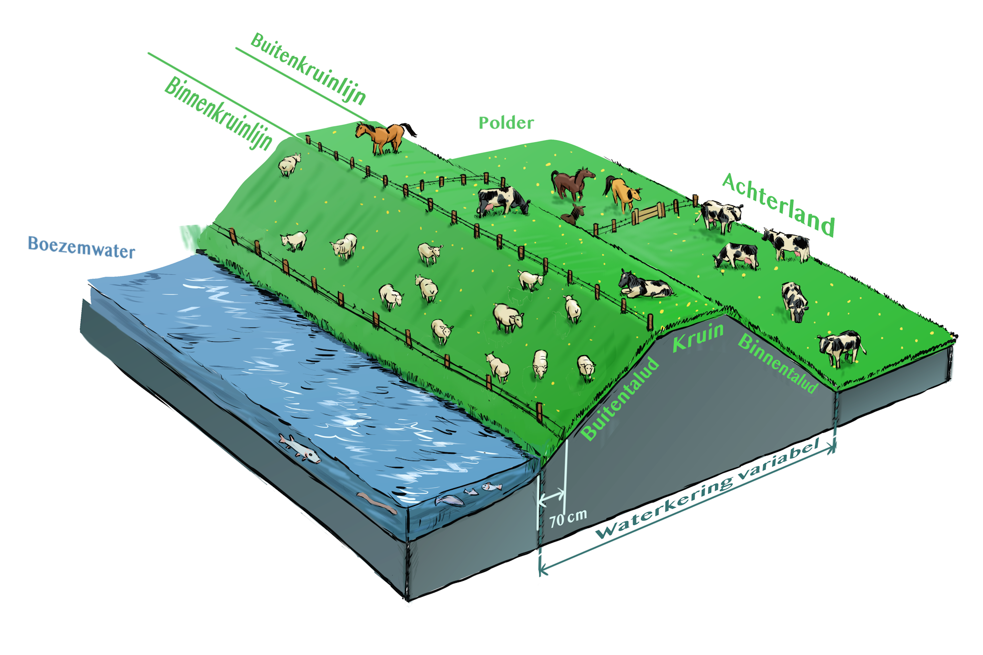 Waterschapsverordening - waterkering, dieren houden, boezemwater