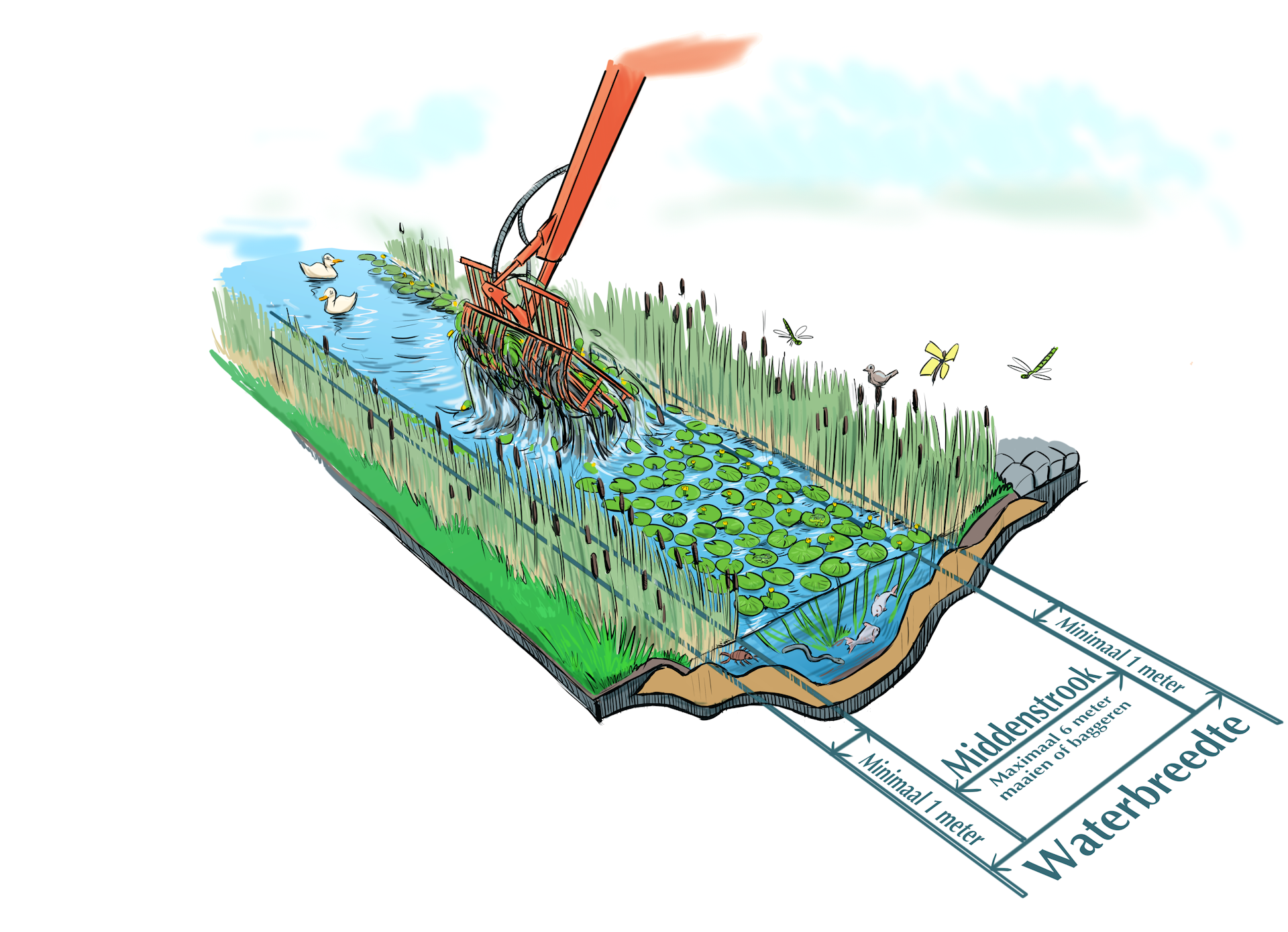 waterbreedte seizoensonderhoud riet beide zijden