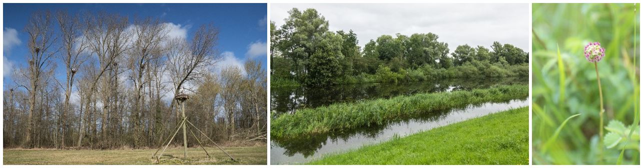 Afbeelding 1-4 Natuur op en rond de dijk. Links de vochtige alluviale bossen bij de Duursche Waarden, midden de ooievaarskolonie in het Oldenelerpark en rechts de Rode Lijst-soort kleine pimpernel op de IJsseldijk bij de Dijkstoel bij Den Nu